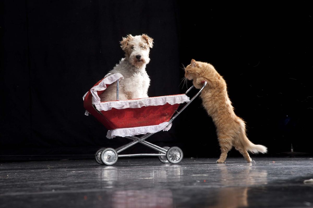 A cat pushes a pram with a dog riding in it — one of the acts in the show